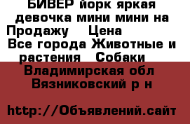 БИВЕР йорк яркая девочка мини мини на Продажу! › Цена ­ 45 000 - Все города Животные и растения » Собаки   . Владимирская обл.,Вязниковский р-н